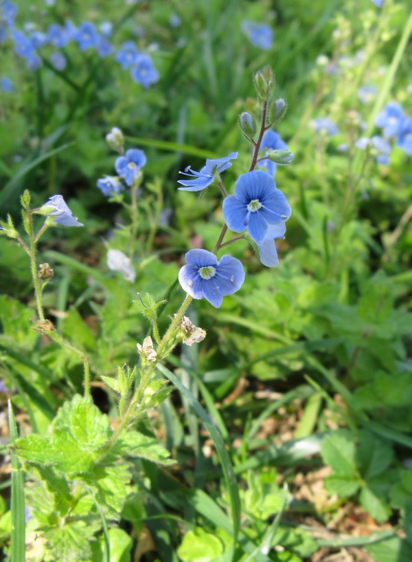 Veronica chamaedrys (Lamiales-Plantaginaceae)